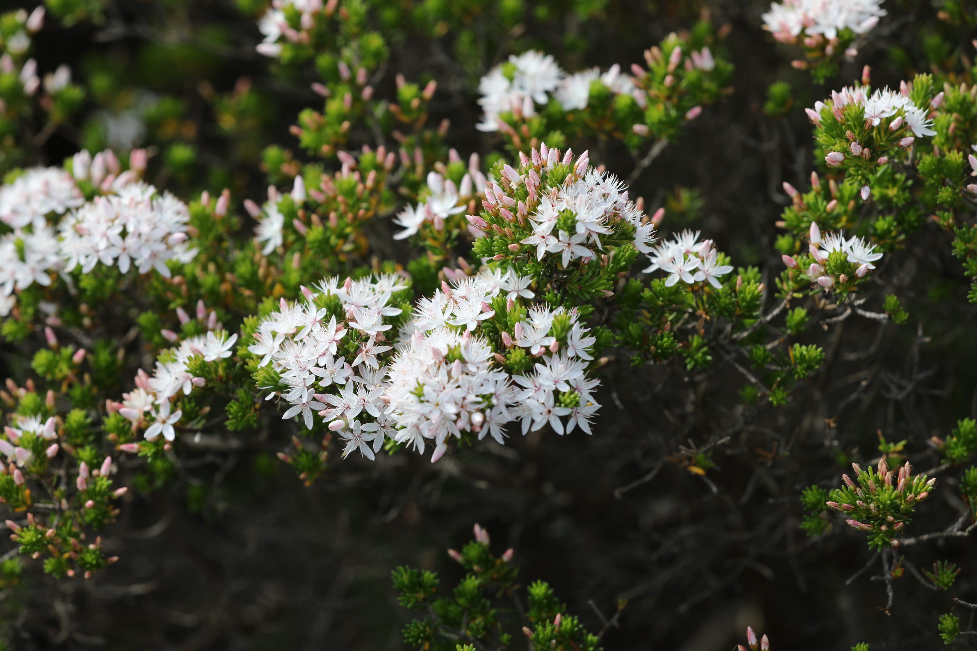 2019 09 29 14 27 56 Canon EOS 5D Mark IV 0052